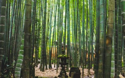 Reboisasi hutan shinju