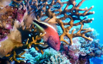 Pantun Terumbu Karang