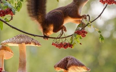 Karya Literasi Cinta Alam (Januari)