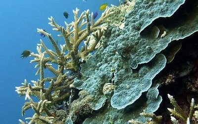 Karya Literasi Bulan Januari