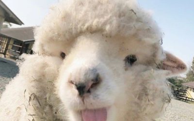 Karya Literasi Bulan Maret