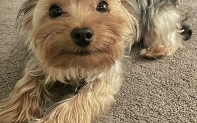 Anjing Yorkshire Terrier