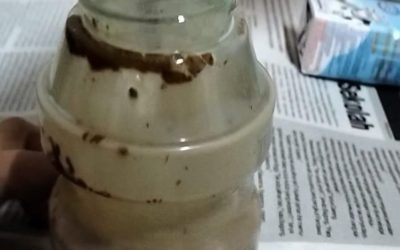 Prosedur membuat susu coklat
