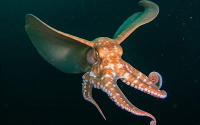 GURITA DUMBO